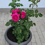 Am Bach Im Bayerischen Wald Apartament Achslach